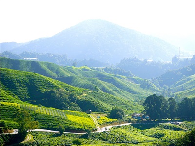 湘益茯茶盛裝亮相第11屆中國(guó)(深圳)國(guó)際茶產(chǎn)業(yè)博覽會(huì)